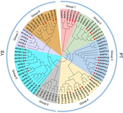 Genome-Wide Identification and Transcript Analysis Reveal Potential Roles of Oligopeptide Transporter Genes in Iron Deficiency Induced Cadmium Accumulation in Peanut